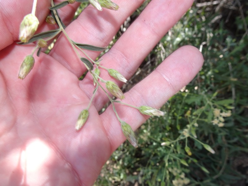 Veiny Brickellbush photo 7