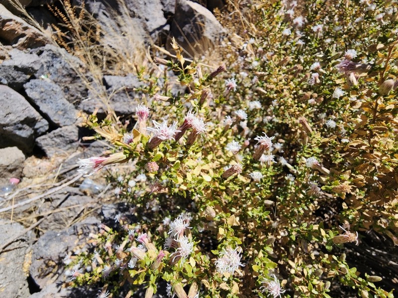 Brickellia vernicosa