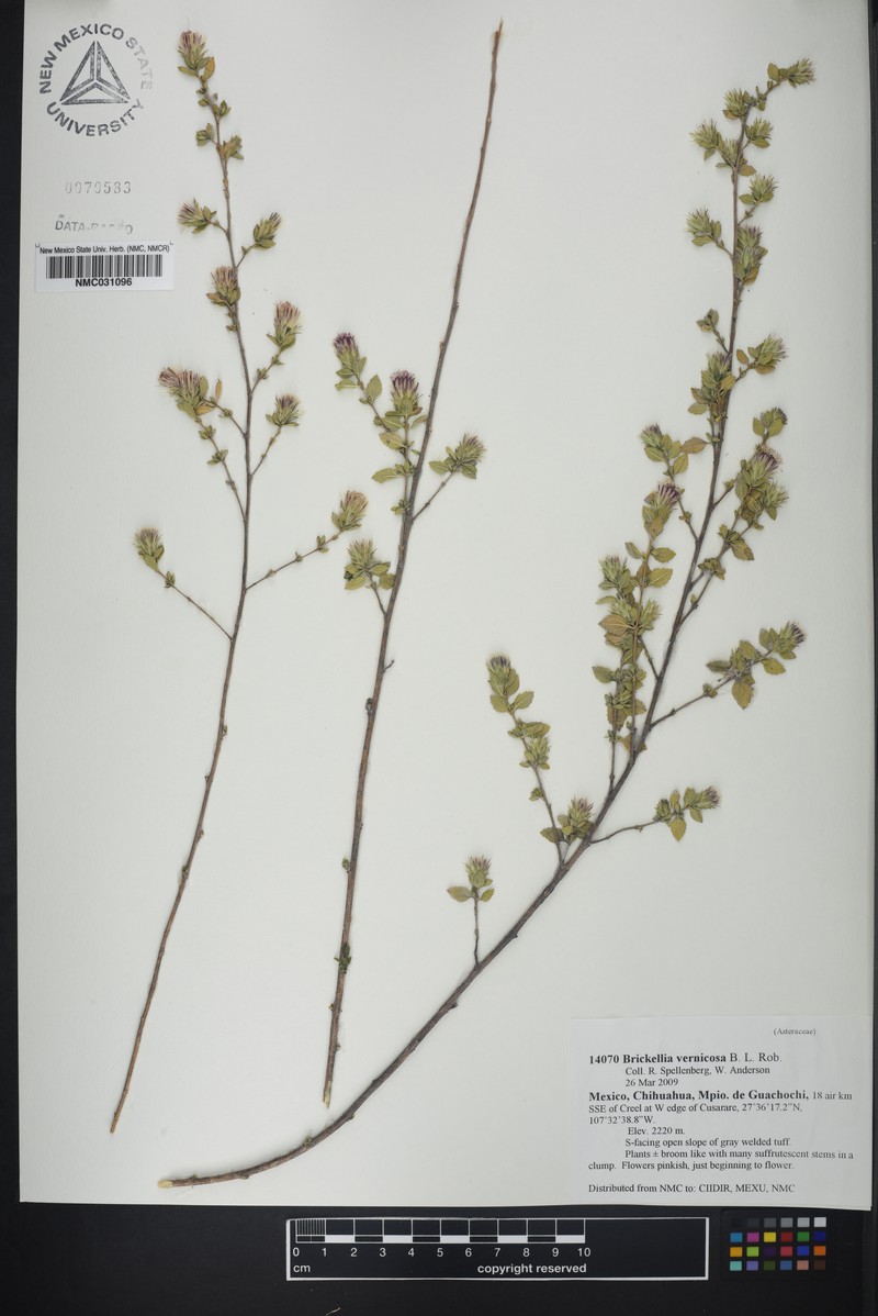 Brickellia vernicosa photo 3