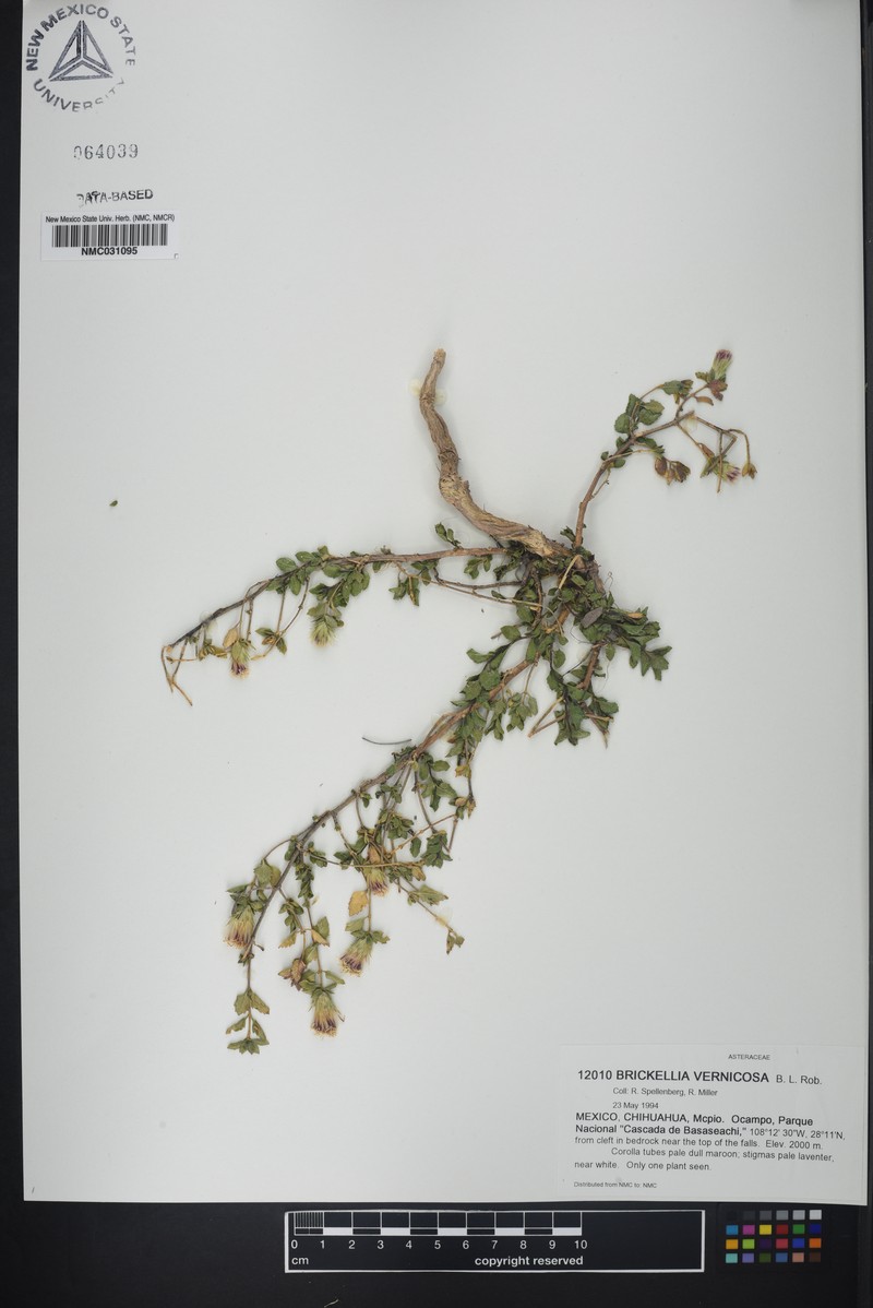 Brickellia vernicosa photo 4