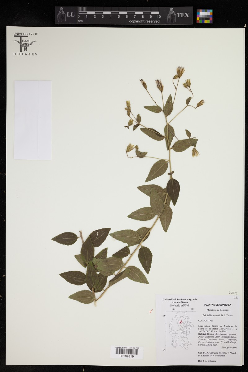 Brickellia wendtii