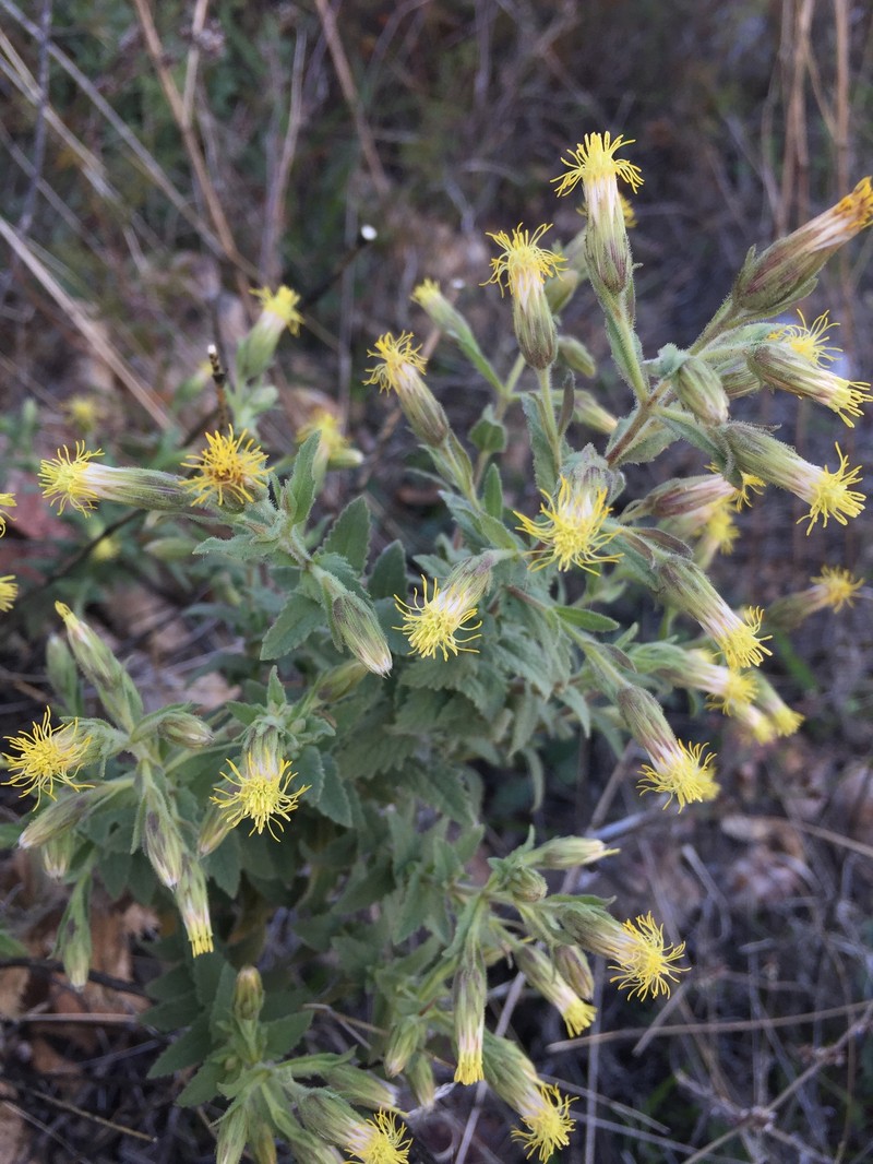 Brickellia wislizeni