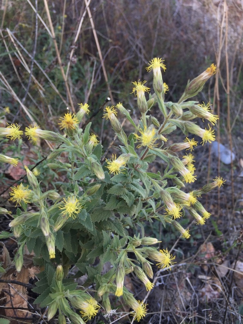 Brickellia wislizeni photo 2