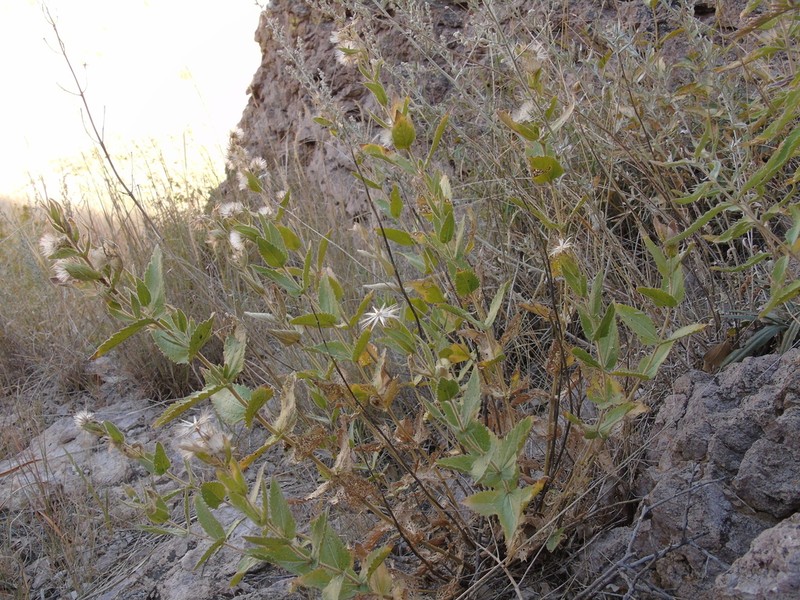Brickellia wislizeni photo 3