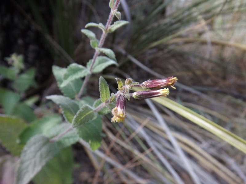 Brickellia wislizeni photo 4