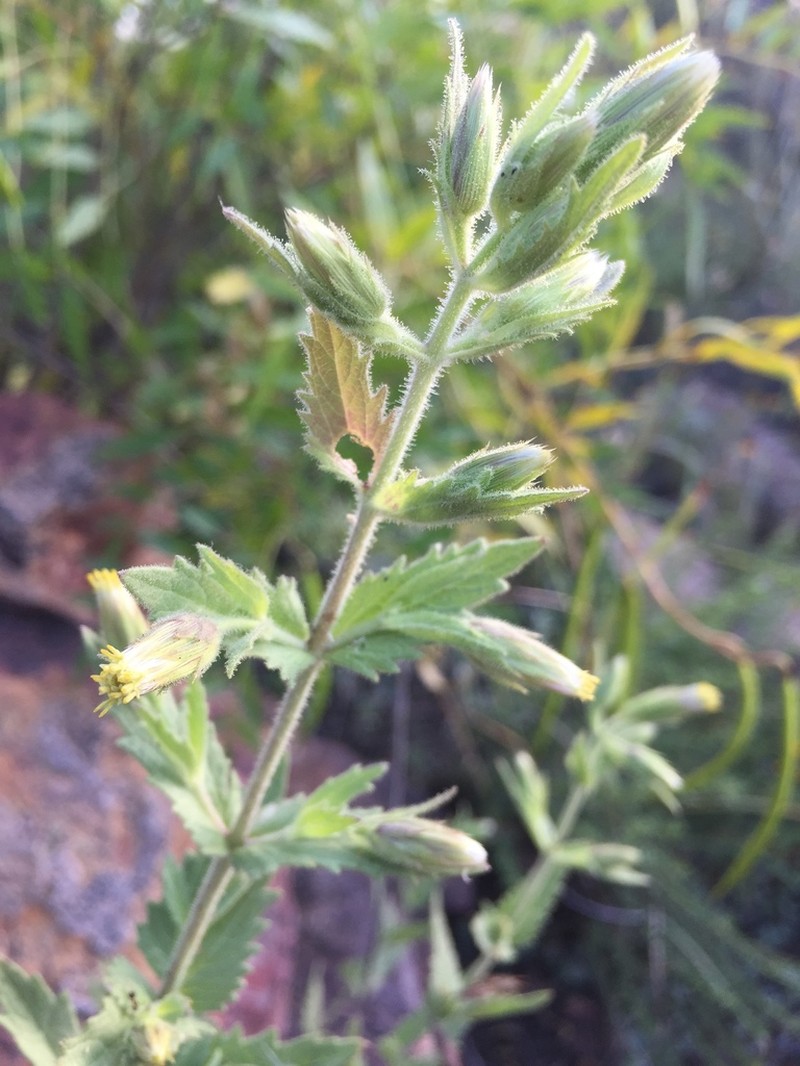 Brickellia wislizeni photo 5
