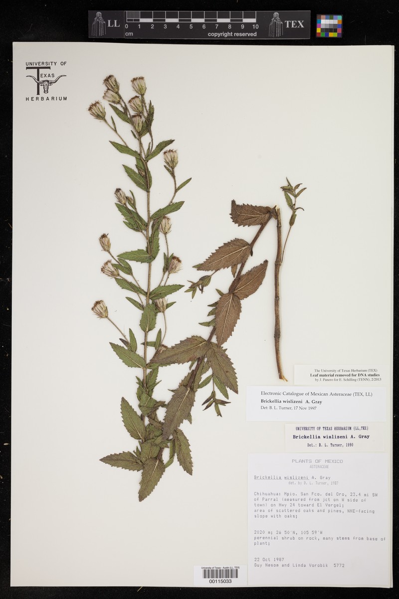 Brickellia wislizeni photo 6