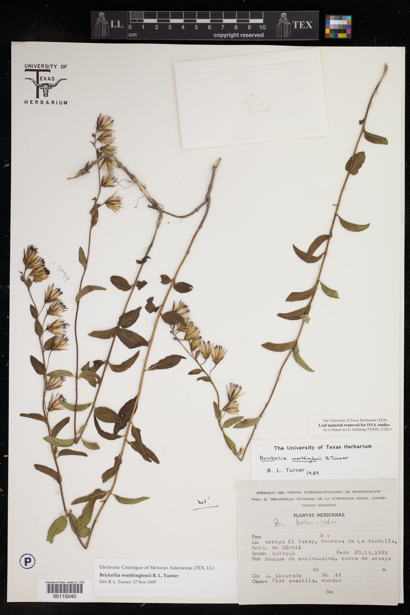 Brickellia worthingtonii
