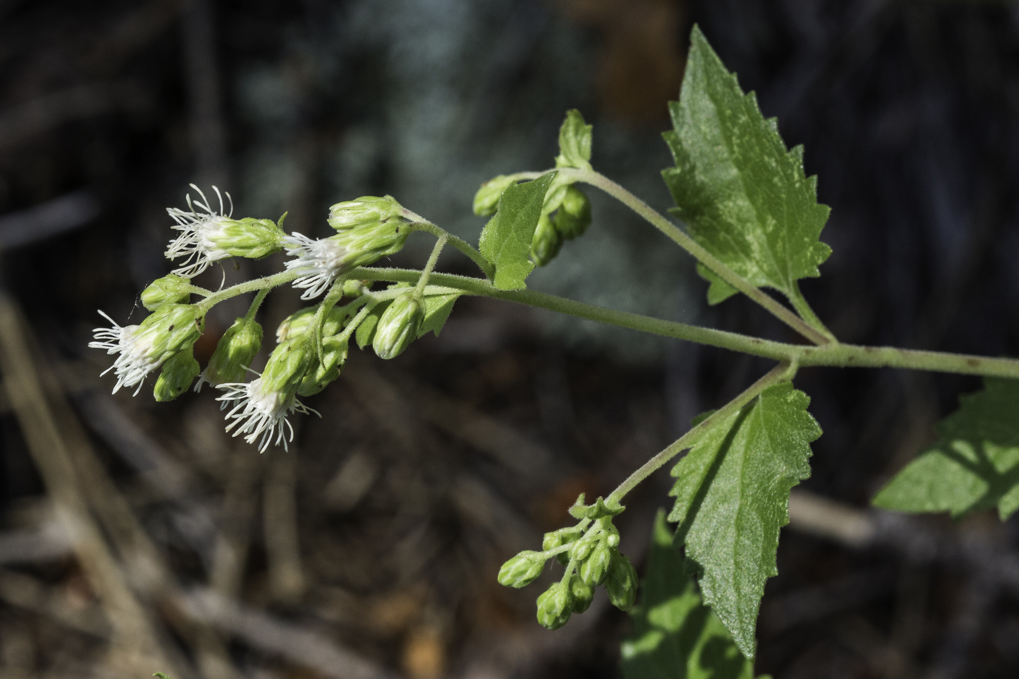 Fendler's Brickellbush