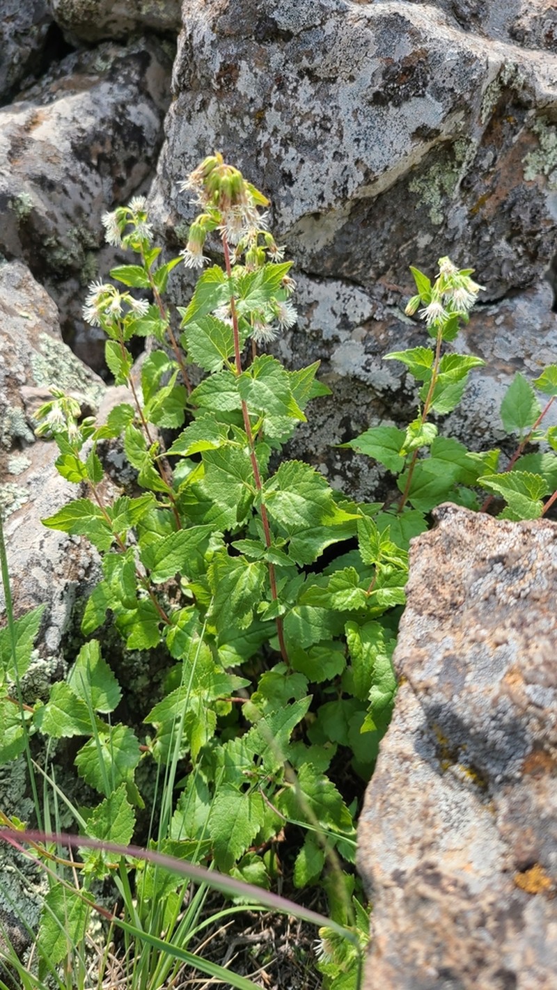 Fendler's Brickellbush