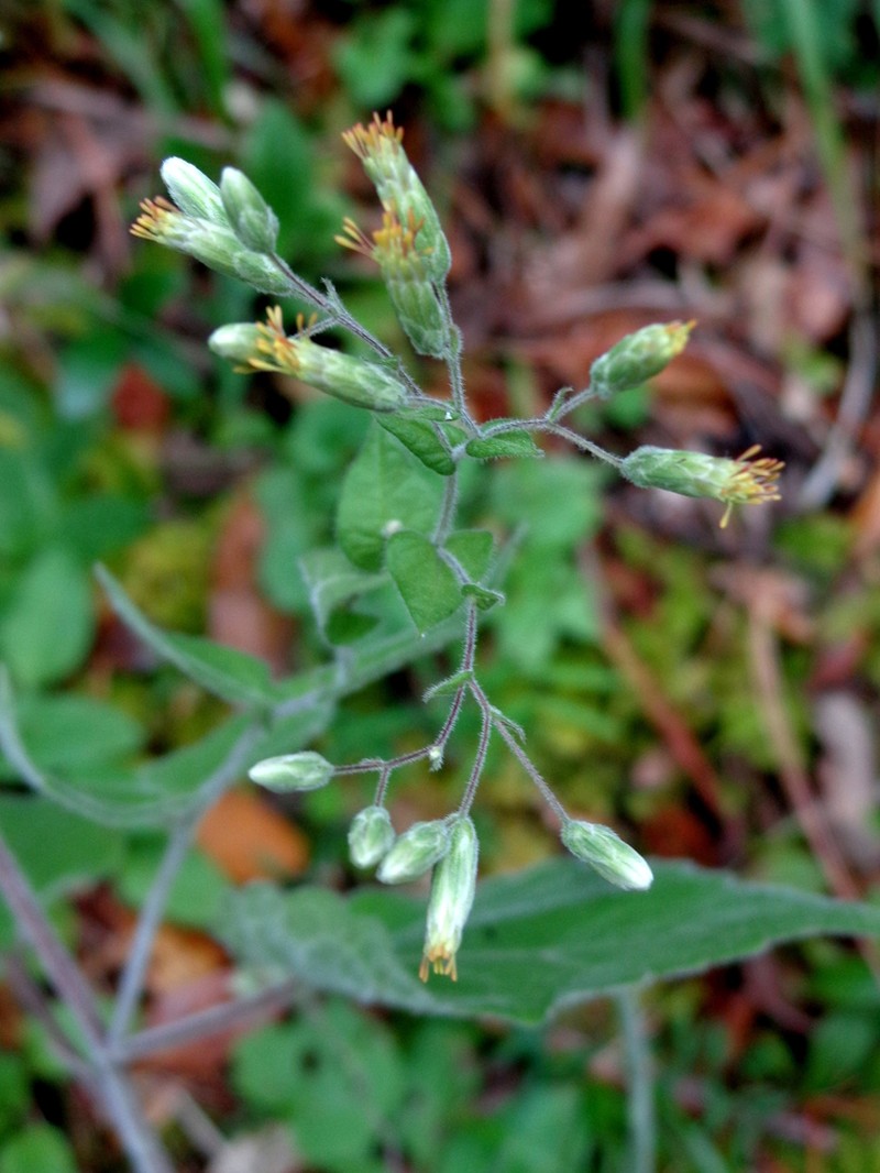 Brickelliastrum nesomii