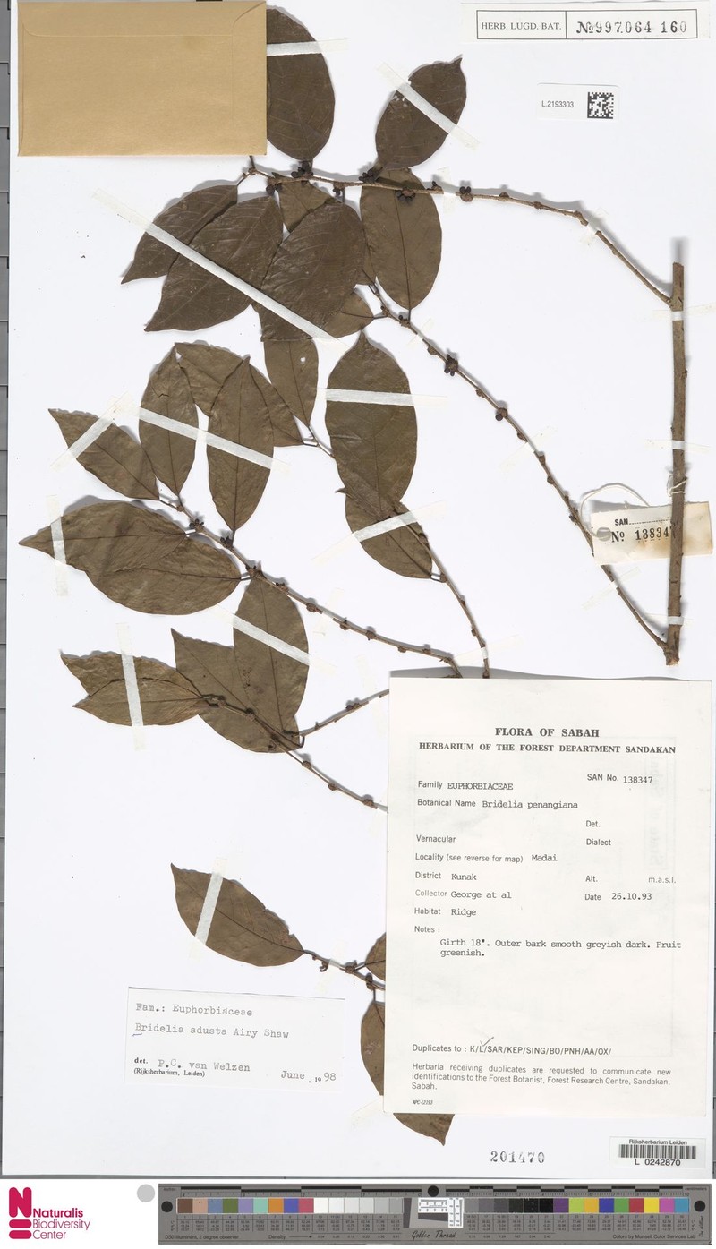 Bridelia adusta
