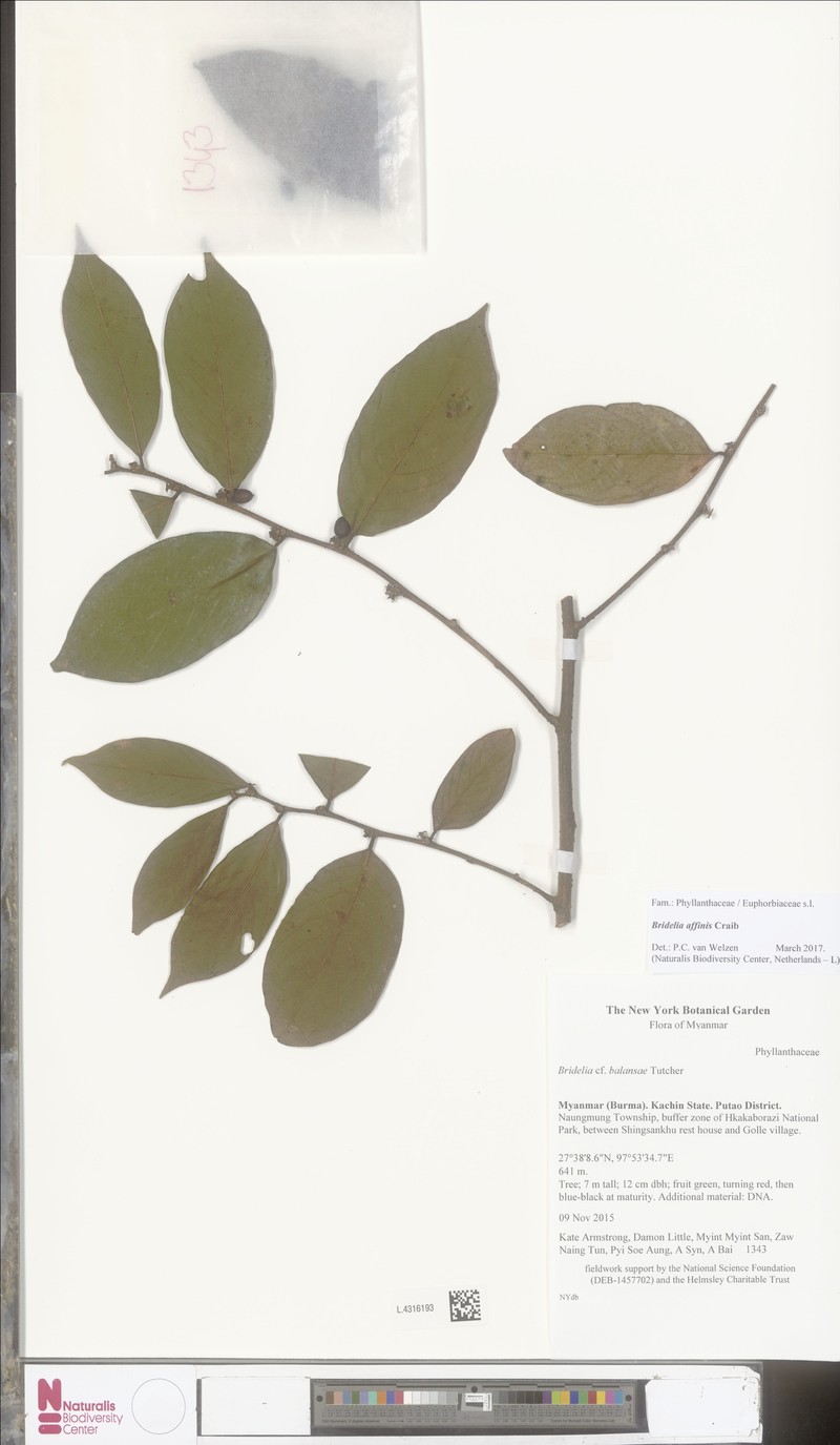 Bridelia affinis