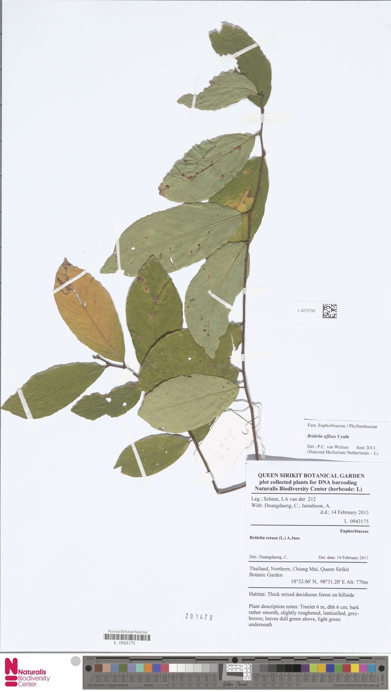 Bridelia affinis photo 2