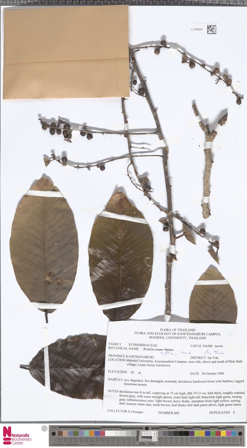 Bridelia affinis photo 3