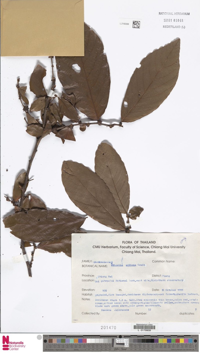 Bridelia affinis photo 4