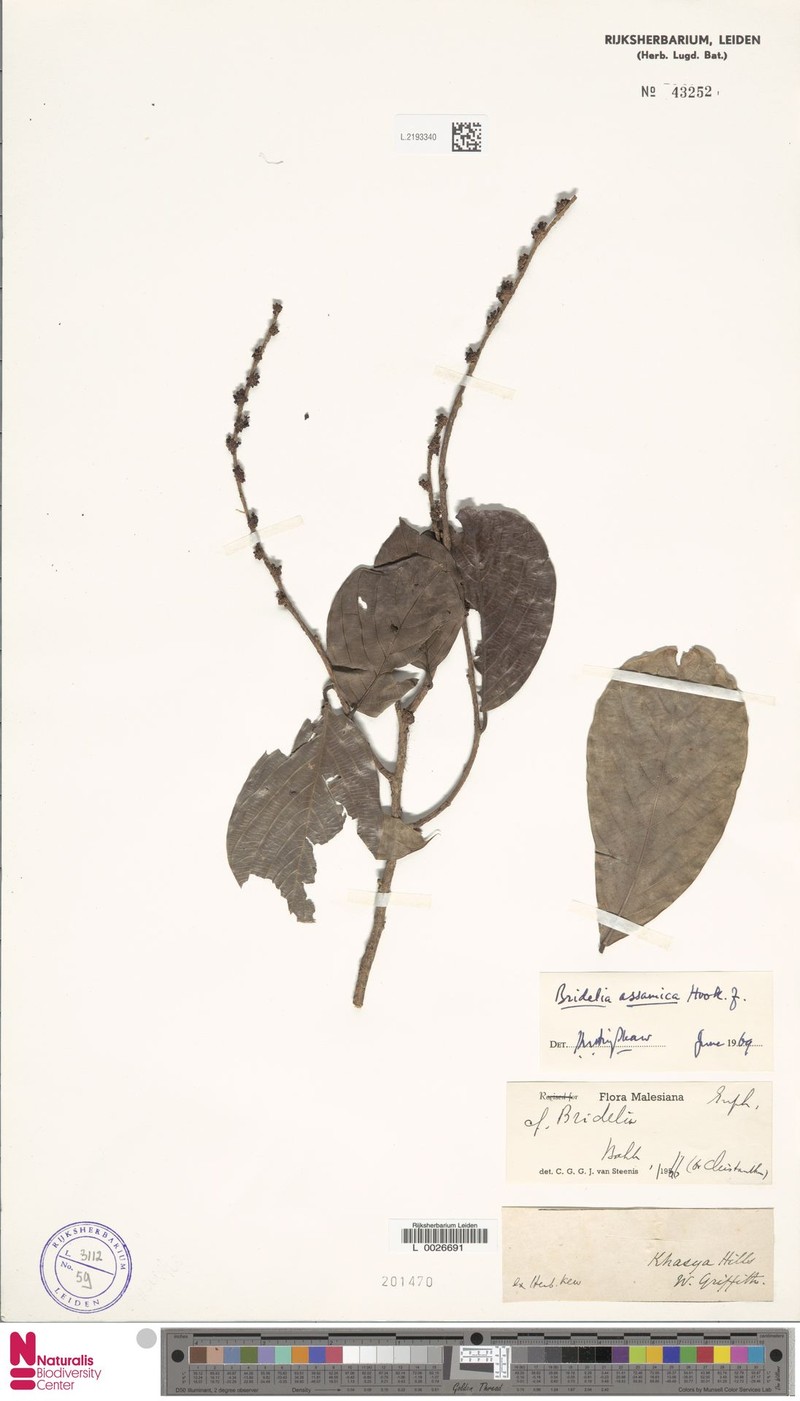 Bridelia assamica