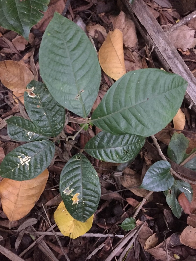 Bridelia atroviridis photo 2