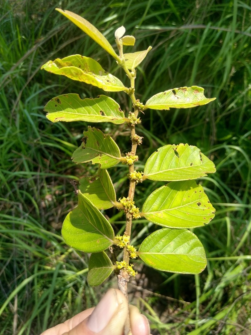 Bridelia atroviridis photo 4
