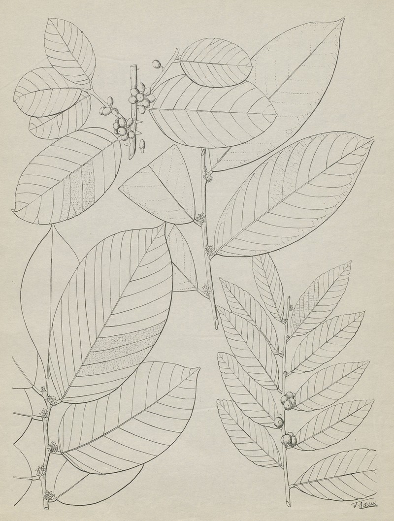 Bridelia atroviridis