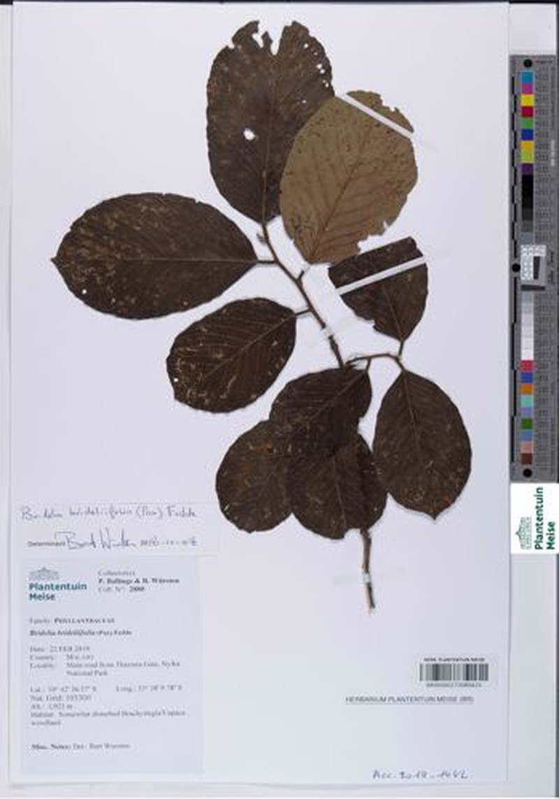 Bridelia brideliifolia photo 3