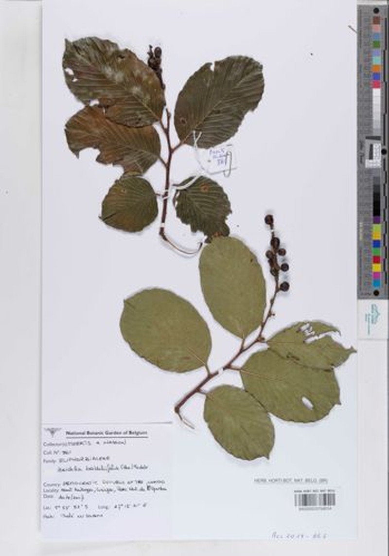 Bridelia brideliifolia photo 4