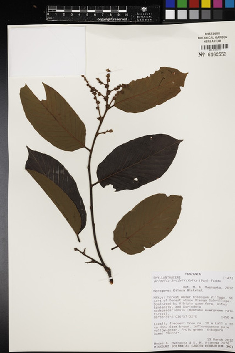 Bridelia brideliifolia photo 5