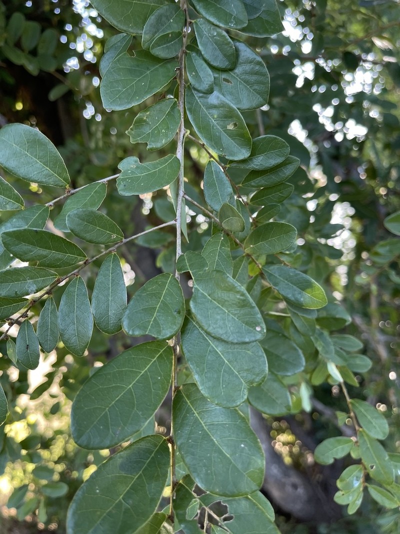 Bridelia cathartica
