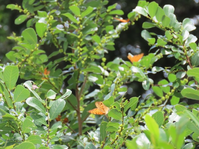 Bridelia cathartica photo 6