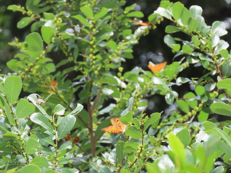 Bridelia cathartica subsp. cathartica photo 2