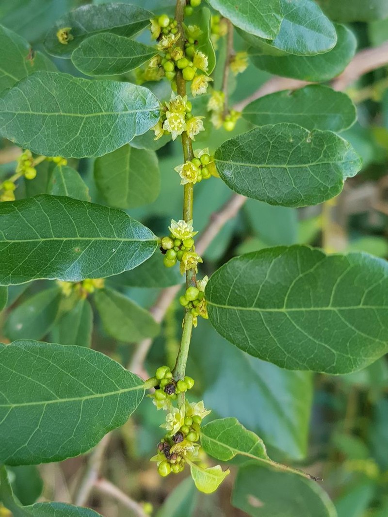 Bridelia cathartica subsp. cathartica photo 3