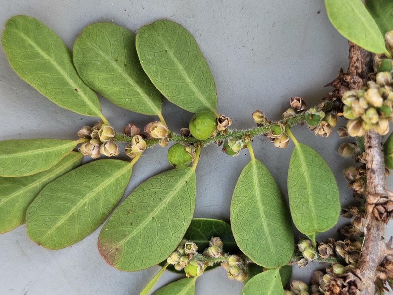 Bridelia cathartica subsp. melanthesoides photo 2
