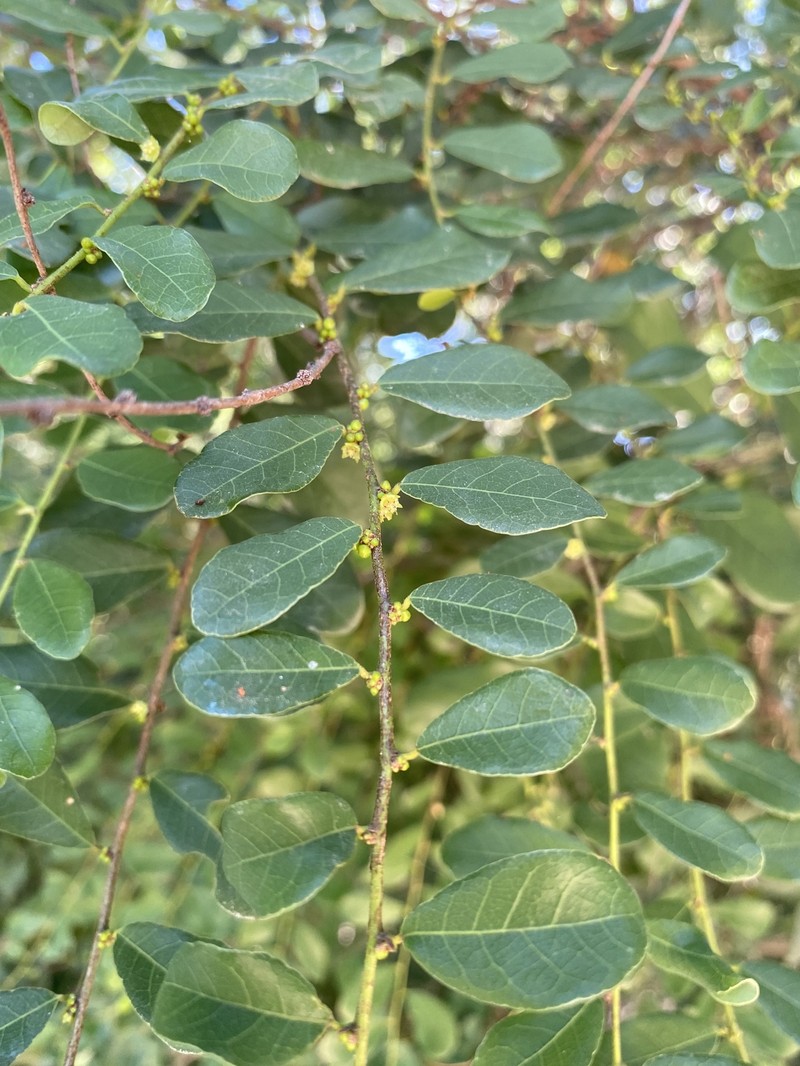 Bridelia cathartica subsp. melanthesoides photo 3