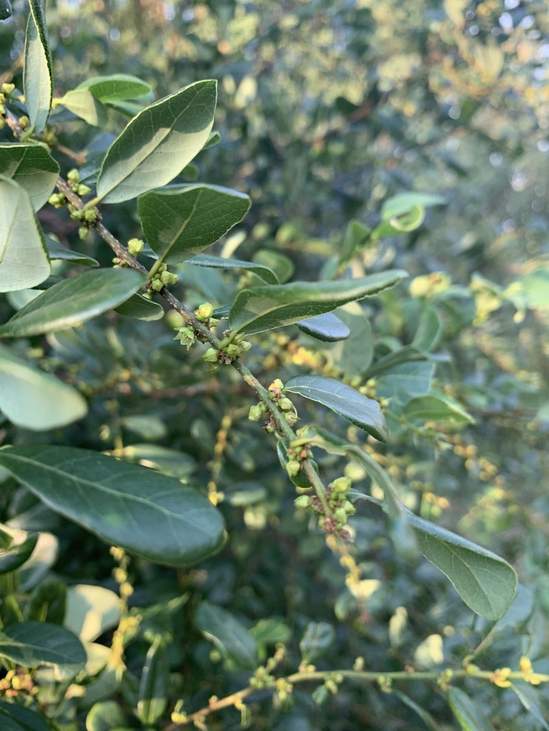 Bridelia cathartica subsp. melanthesoides photo 4