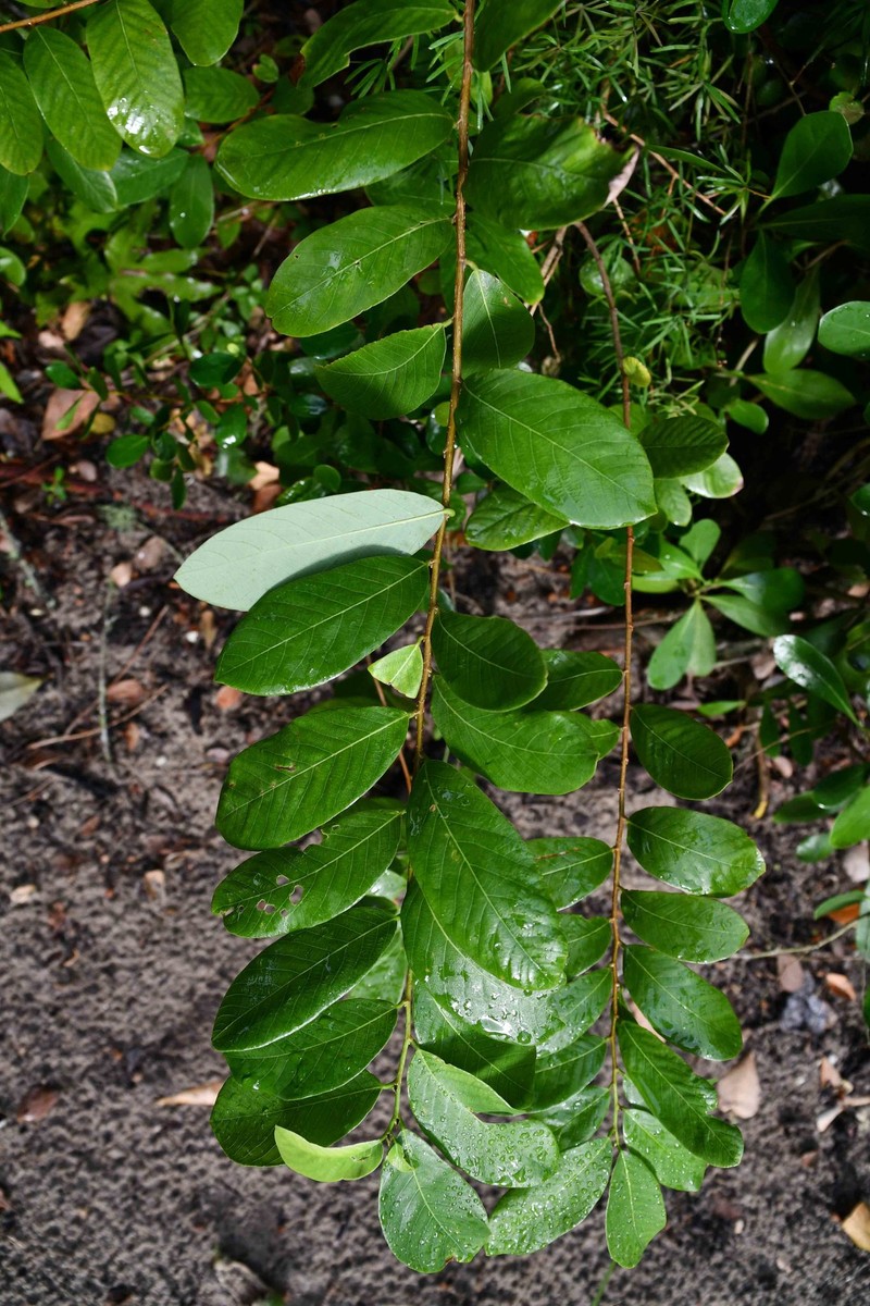 Bridelia cathartica subsp. melanthesoides photo 5