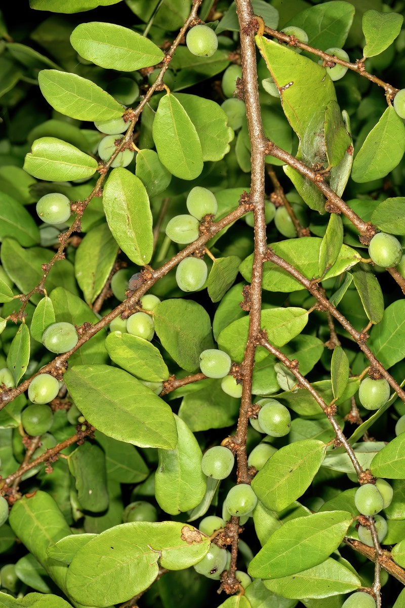 Bridelia cathartica subsp. melanthesoides