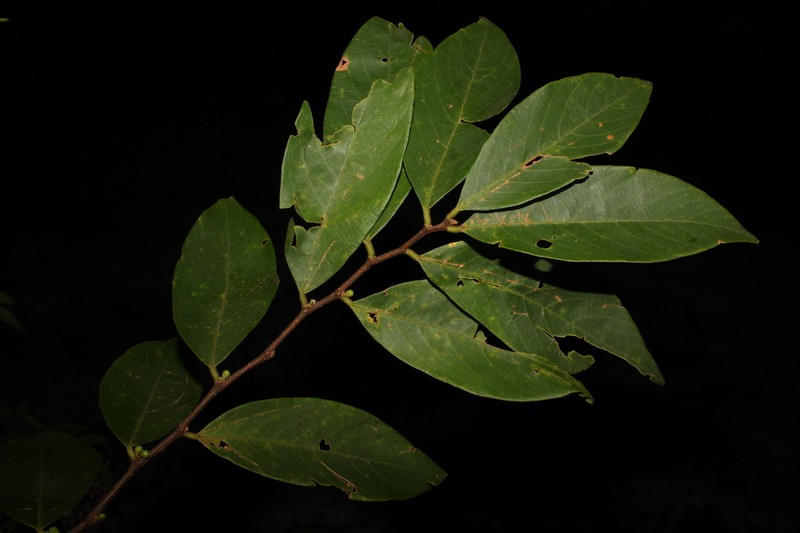 Bridelia cinnamomea