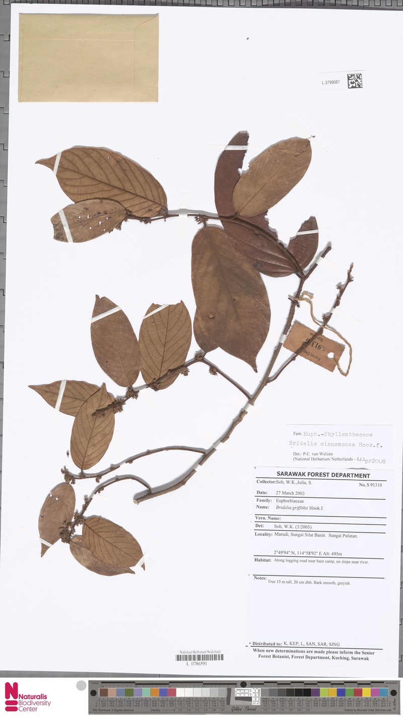 Bridelia cinnamomea photo 2