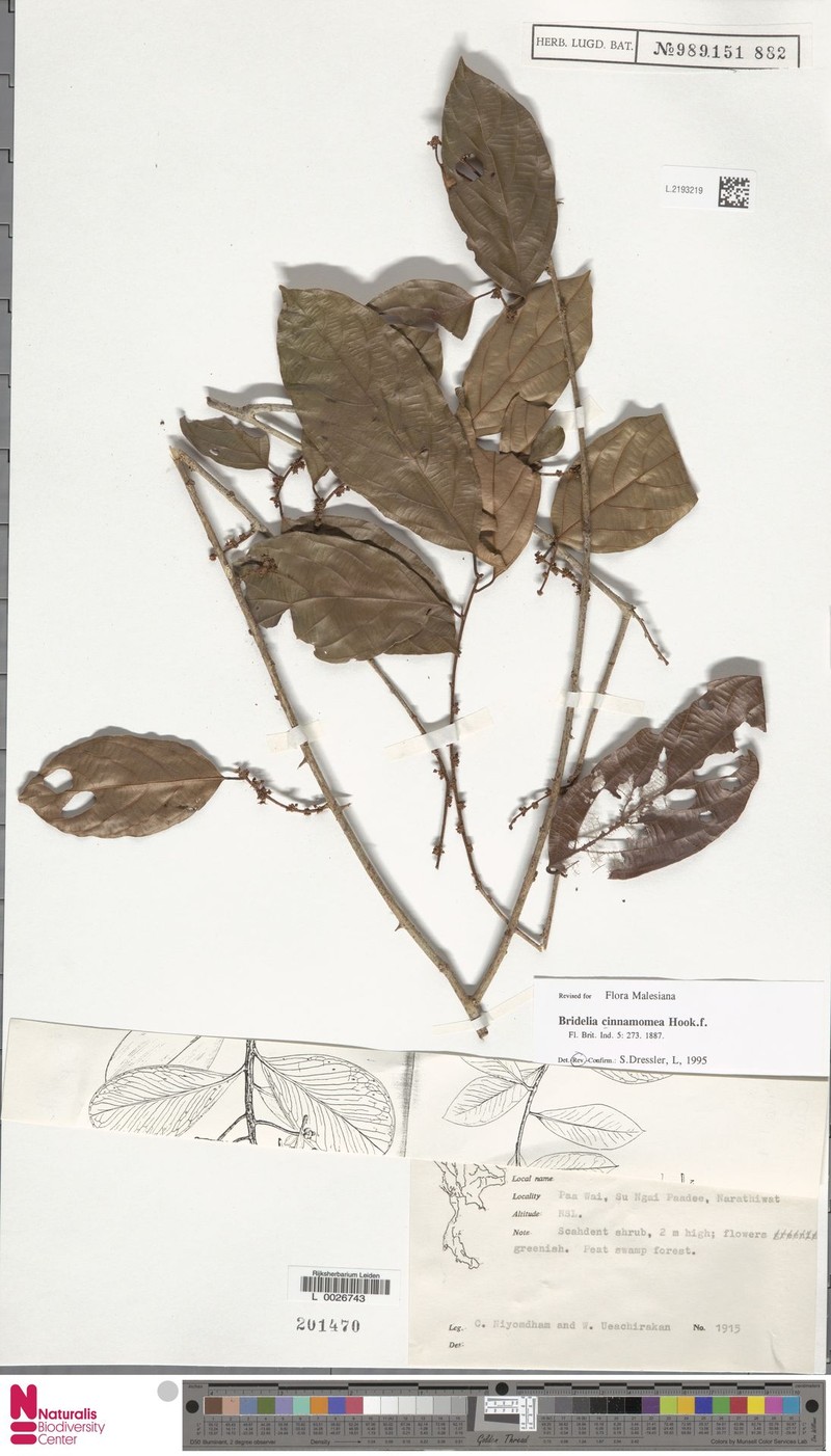 Bridelia cinnamomea photo 3