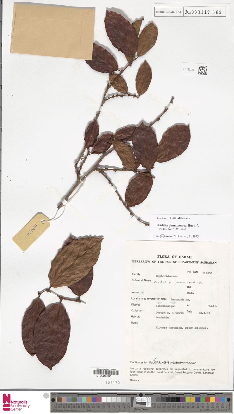 Bridelia cinnamomea photo 4