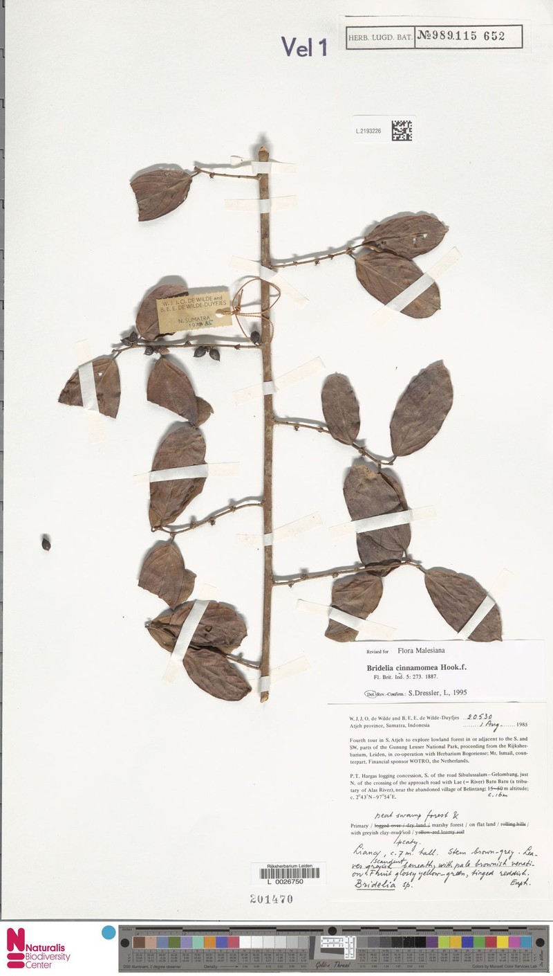 Bridelia cinnamomea photo 5