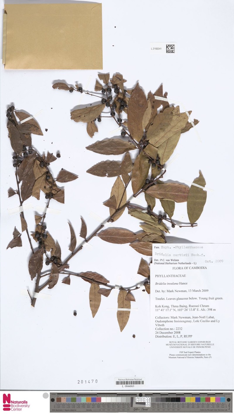 Bridelia curtisii