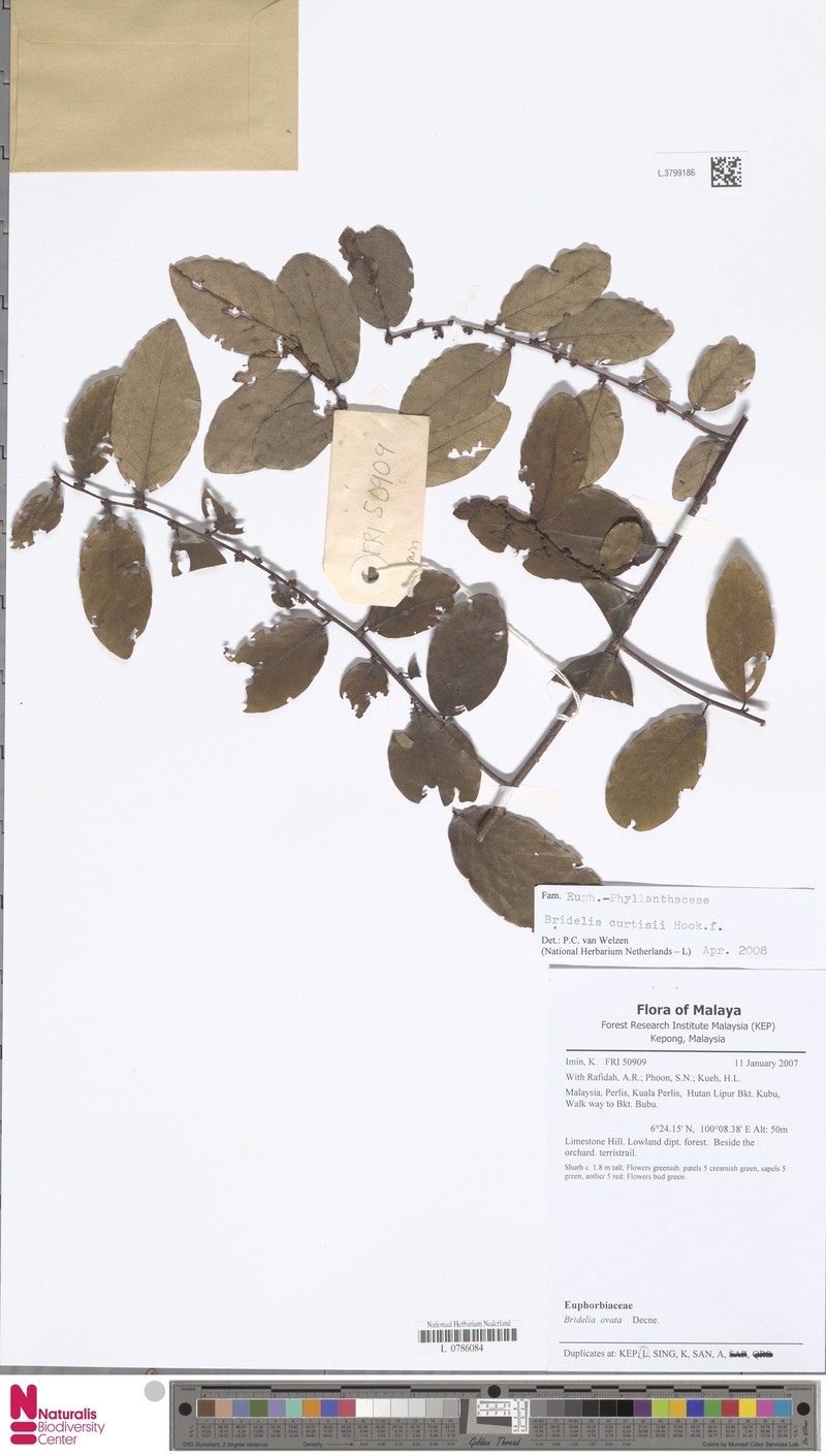 Bridelia curtisii photo 2