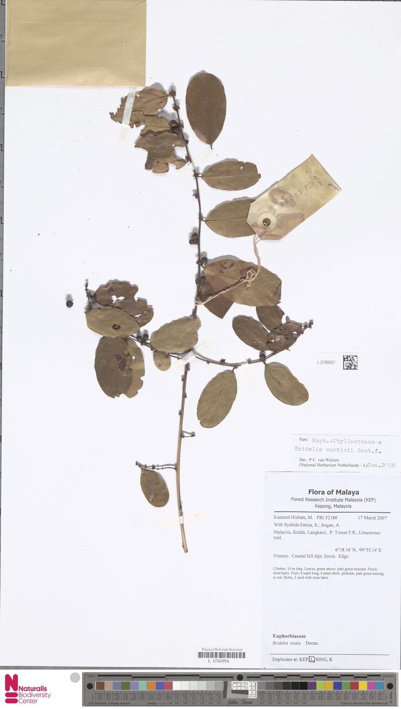 Bridelia curtisii photo 3