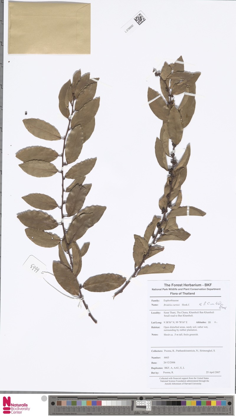 Bridelia curtisii photo 4