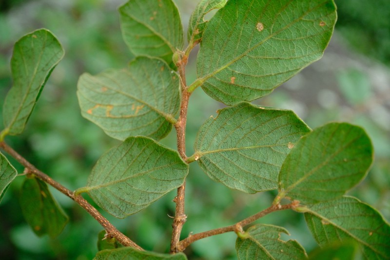 Bridelia duvigneaudii