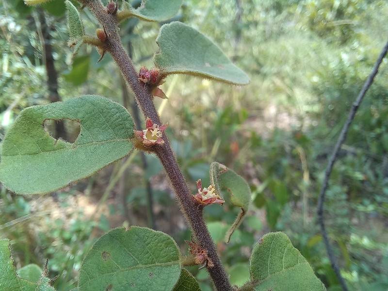 Bridelia duvigneaudii photo 2
