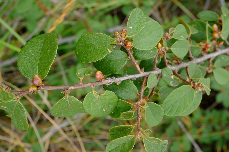 Bridelia duvigneaudii photo 3
