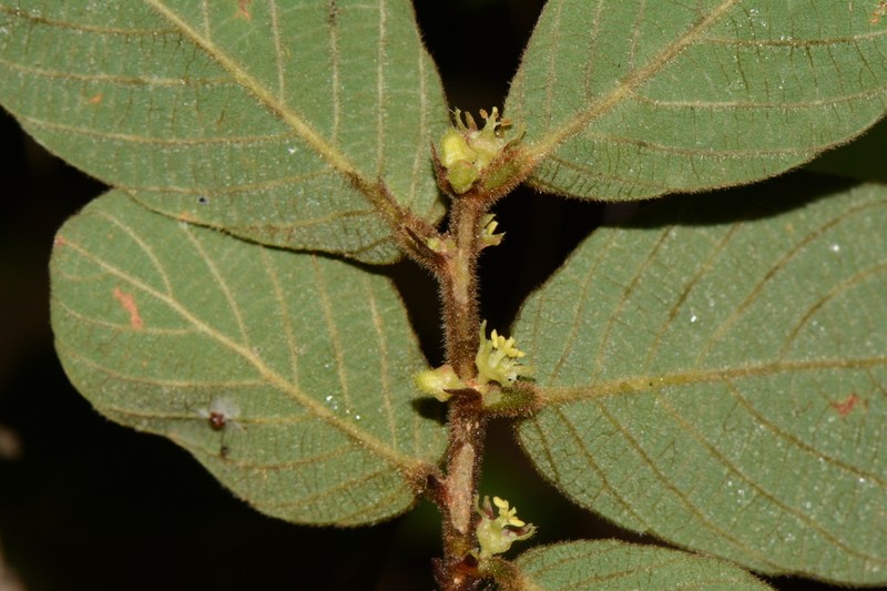 Bridelia duvigneaudii photo 5