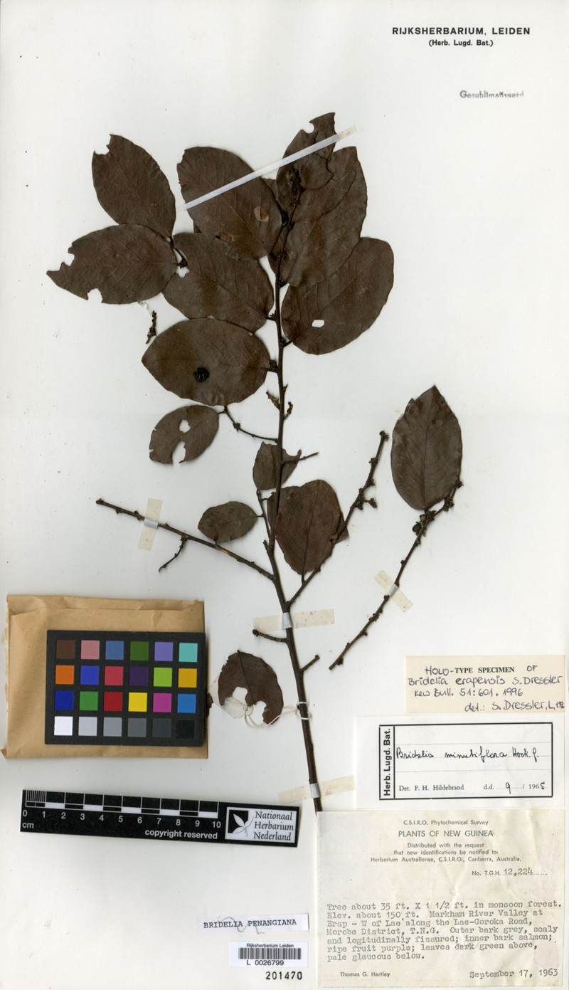 Bridelia erapensis